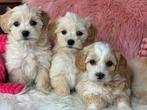 Maltipoo pups teefjes 1600 reutjes 1500€, Dieren en Toebehoren, Nederland, Overige rassen, 8 tot 15 weken, CDV (hondenziekte)