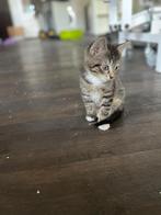 Main coon X Europese korthaar, Dieren en Toebehoren, Katten en Kittens | Raskatten | Langhaar, Meerdere dieren, Ontwormd, 0 tot 2 jaar