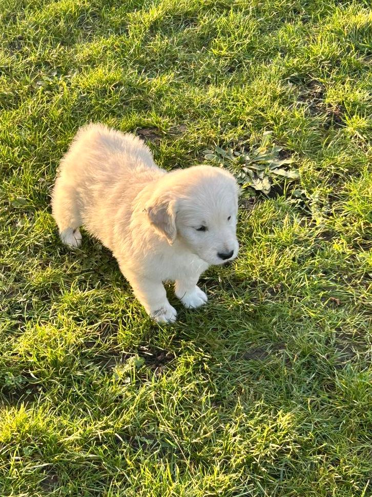 golden retriever puppy, Dieren en Toebehoren, Honden | Retrievers, Spaniëls en Waterhonden, Reu, Golden retriever, Fokker | Hobbymatig
