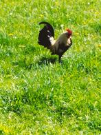 Drentse Patrijs haan, Dieren en Toebehoren, Pluimvee, Mannelijk, Kip