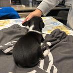 chihuahua pups, Dieren en Toebehoren, België, Fokker | Hobbymatig, Rabiës (hondsdolheid), 8 tot 15 weken