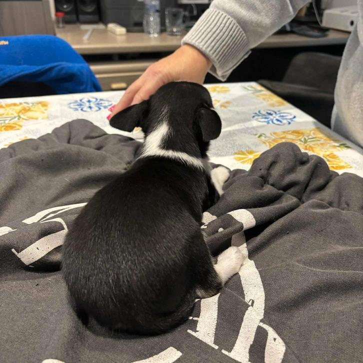 chihuahua pups, Dieren en Toebehoren, Honden | Chihuahua's en Gezelschapshonden, Meerdere dieren, Chihuahua, Fokker | Hobbymatig