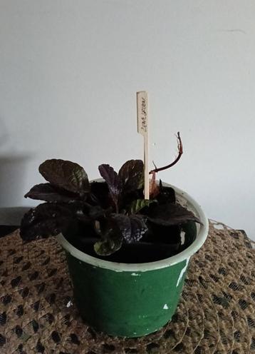 Kruipend zenegroen 🌿 Ruil mij!!🌿 beschikbaar voor biedingen