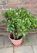 Grote oude vetplant (Geldboom), Huis en Inrichting, Kamerplanten, Ophalen, Vetplant, Halfschaduw, Minder dan 100 cm