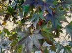 Acer palmatum Bloodgood - Japanse esdoorn 260/280 cm te koop, Tuin en Terras, In pot, Bloeit niet, Halfschaduw, 250 tot 400 cm