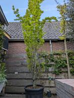 Zuilbeuk, Tuin en Terras, Planten | Bomen, Ophalen, Volle zon, Overige soorten