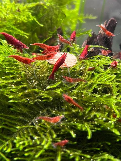 Mooie felrode Cherry Vuurgarnalen te koop, Dieren en Toebehoren, Vissen | Aquariumvissen, Zoetwatervis, Kreeft, Krab of Garnaal