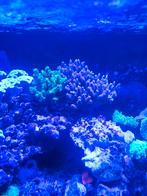 Kenia boom xxl, Dieren en Toebehoren, Vis