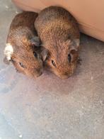 Cavia zeugjes te koop, Ophalen, Nieuw, Verzorging
