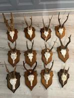Reeschedels, geweitjes, Ophalen of Verzenden, Zo goed als nieuw, Beeldje of Figuurtje