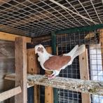 Duiven vrouw te koop, Dieren en Toebehoren, Vogels | Duiven, Vrouwelijk, Postduif