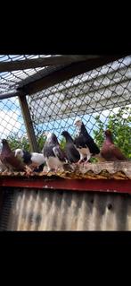 Tipplers te koop, Dieren en Toebehoren, Vogels | Duiven, Mannelijk