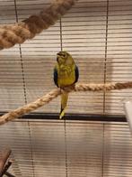 Elegant parkiet man, Dieren en Toebehoren, Vogels | Parkieten en Papegaaien, Mannelijk, Parkiet