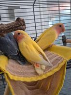 Beautiful birds with huge bird cage, Dieren en Toebehoren, Ophalen of Verzenden