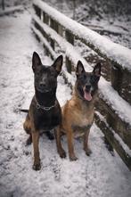 Supermooie mechelse herder reu (10 maand), Parvo, Particulier, 15 weken tot 1 jaar, Reu