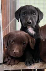 Prachtige lieve Labrador pups, Dieren en Toebehoren, Honden | Retrievers, Spaniëls en Waterhonden, Particulier, Meerdere, 8 tot 15 weken