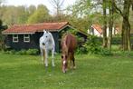 Stal en weidegang, Dieren en Toebehoren, Stalling en Weidegang, Weidegang, 1 paard of pony