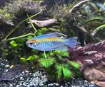 2 kongozalm - Phenacogrammus interruptus, Dieren en Toebehoren, Vis
