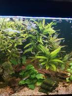 Guppen  garnalen en algeneters te koop, Ophalen