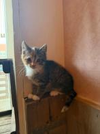 Ik ben lieve Holly ik ben 9 weken jong ik ben een mixje, Dieren en Toebehoren, Katten en Kittens | Overige Katten, Poes