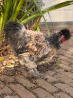 Mooie zijdehoen haan (geb. aug. 2025), Dieren en Toebehoren, Pluimvee, Mannelijk, Kip