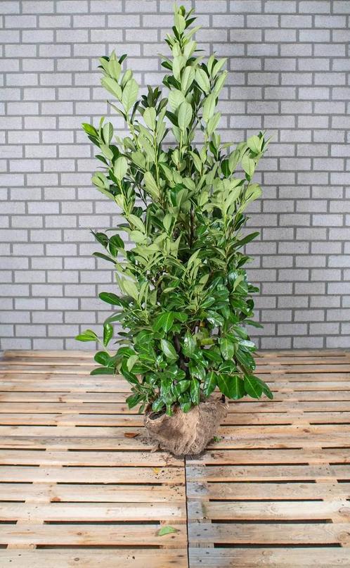 Laurier - Haagplant - Prunus - ACTIEPRIJS, Tuin en Terras, Planten | Tuinplanten, Vaste plant, Overige soorten, Halfschaduw, Bloeit niet