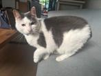 Lieve binnenkat zoekt een nieuw thuis, Dieren en Toebehoren, Poes, Kortharig, 3 tot 5 jaar