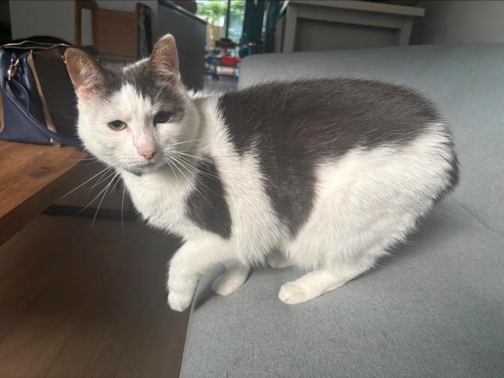 Lieve binnenkat zoekt een nieuw thuis, Dieren en Toebehoren, Katten en Kittens | Overige Katten, Kortharig, Poes, 3 tot 5 jaar