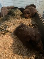 Cavia Gratis afhalen, Cavia, Juni, Mannelijk, Tam