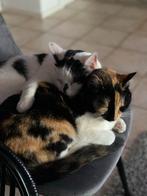 Gouden (t)huis gezocht, Dieren en Toebehoren, Katten en Kittens | Overige Katten, Kortharig, Meerdere dieren, 3 tot 5 jaar