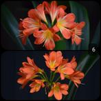 Clivia kruising White Heart x Copper Green, plantje., Ophalen of Verzenden, Overige soorten, Minder dan 100 cm