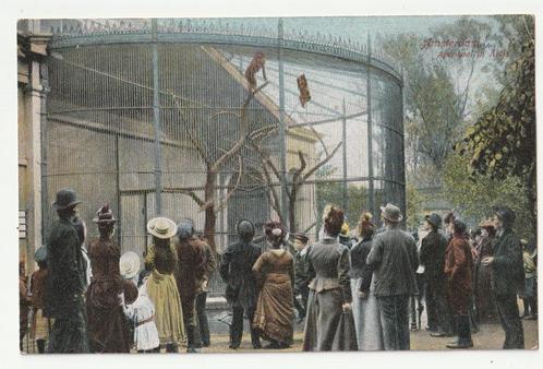 Artis Amsterdam Apenkooi 1907 oude ansichtkaart dierentuin, Verzamelen, Ansichtkaarten | Nederland, Gelopen, Noord-Holland, Voor 1920