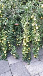 Kweepeerboom, Ophalen, Volle zon, Overige soorten