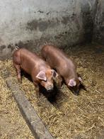Prachtige duroc biggen te koop, Dieren en Toebehoren, Meerdere dieren, Schaap