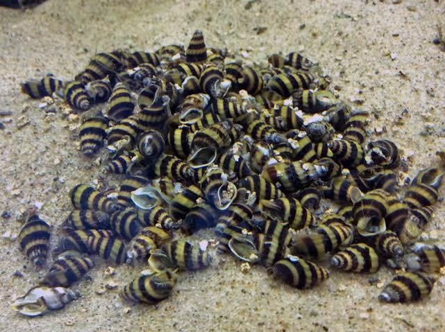 Slak Etende Slak, Dieren en Toebehoren, Vissen | Aquariumvissen, Zoetwatervis, Slak of Weekdier