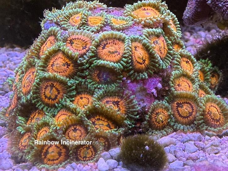 Zoanthus verschillende variëteiten, Dieren en Toebehoren, Vissen | Aquariumvissen, Zoutwatervis, Overige typen