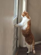 Mooie kater zoekt fijne plek, Kater