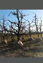 Nostalgische oude perenbomen van 25-30 je oud  met kluit !, Ophalen, Overige soorten, 250 tot 400 cm