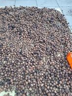 Walnoten, Diversen, Levensmiddelen, Ophalen