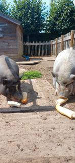 Lola en Sien zoeken een goed tehuis!, Dieren en Toebehoren, Vrouwelijk, Geit