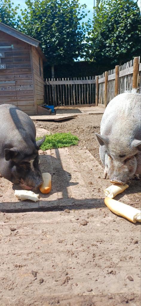 Lola en Sien zoeken een goed tehuis!, Dieren en Toebehoren, Schapen, Geiten en Varkens, Geit, Vrouwelijk