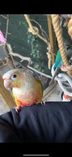 Pyrrhura, Dieren en Toebehoren, Mannelijk, Parkiet, Geringd