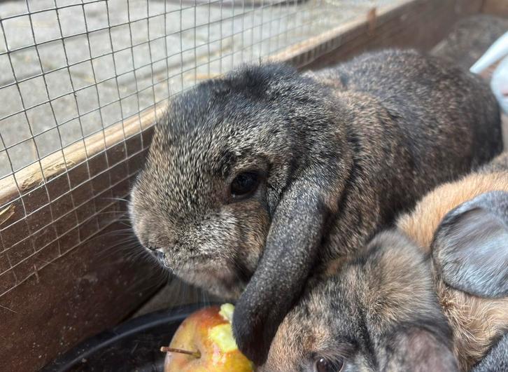 Lieve Nederlandse hangoor dwerg voedster, Dieren en Toebehoren, Konijnen, Dwerg, Vrouwelijk, Hangoor