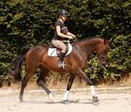 Absoluut lieve, betrouwbare en super stoere ruin!, Dieren en Toebehoren, Paarden, Springpaard, B, Gechipt, Ruin
