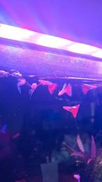 Albino blue/red sky kweekgroep, Dieren en Toebehoren, Ophalen of Verzenden, Zo goed als nieuw, Gevuld zoetwateraquarium