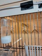 Raza espanjol kanaries, Dieren en Toebehoren, Vogels | Kanaries, Meerdere dieren, Kleurkanarie