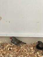 Kruising diamantvink x zebravink, Dieren en Toebehoren, Vogels | Overige Vogels, Mannelijk, Tropenvogel