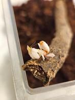 Hymenopus Coronatus Orchidee Bidsprinkhaan, Overige soorten