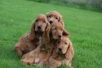 Engelse cocker spaniël pups zwart en bruin kleurig, België, 8 tot 15 weken, Meerdere, Meerdere dieren