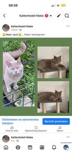 Goed huisje gezocht voor  onze lieve kater jack, Dieren en Toebehoren, Kater, Ontwormd, 6 jaar of ouder